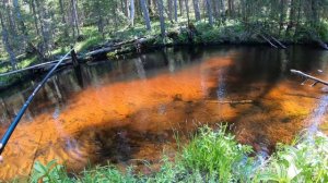 Ловля крупного хариуса вприглядку.Паразиты в хариусе.