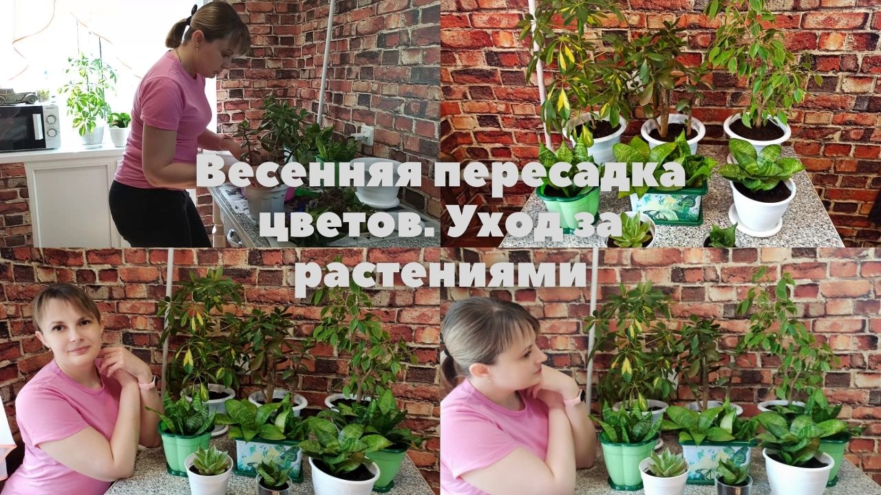 Весенняя пересадка цветов. Уход за растениями смотреть онлайн