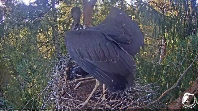 Melnais stārķis_Nest is to small for storklets so flight training by jumping above siblings. 9.8.21 смотреть онлайн