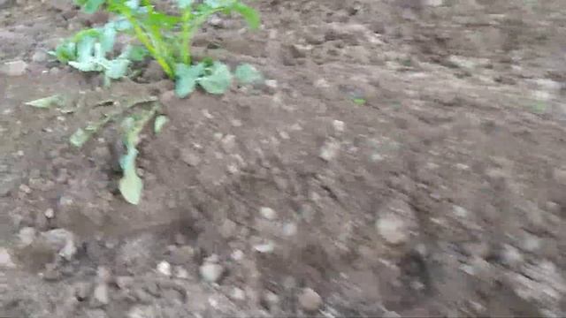 Мотоблок больше не скачет. Второе окучивание роторным окучником.The tillerblock no longer jumps. смотреть онлайн