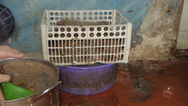 Что можно сделать из новогодней ёлки смотреть онлайн