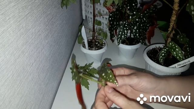 КОМНАТНЫЕ РАСТЕНИЯ(ЦВЕТЫ).ПОКУПКИ И ЦВЕТОЧНЫЕ ДЕЛА. смотреть онлайн