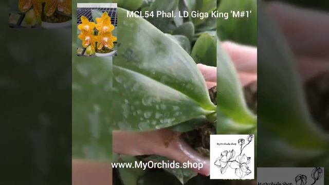 MCL54 Phal. LD Giga King ' M#1' смотреть онлайн