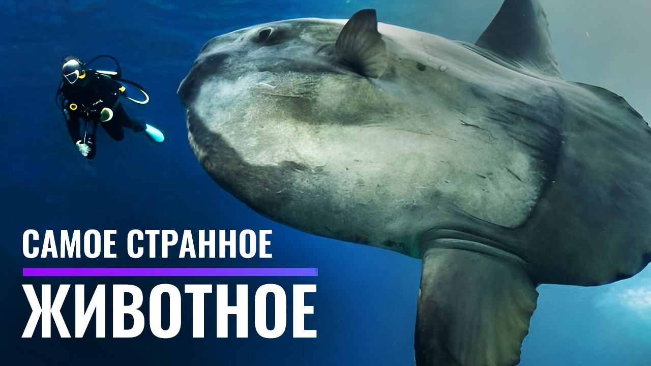 Биология самой странной Рыбы на Земле. Рыба-Луна смотреть онлайн