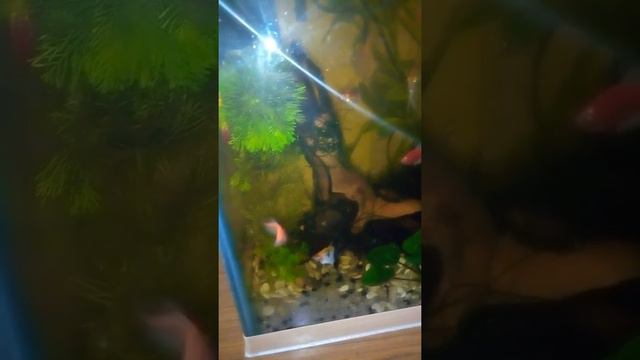 Тернеция - мини пиранья ! смотреть онлайн