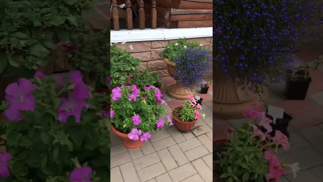 Петунии в середине лета. смотреть онлайн