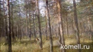 Мох болотный  на сруб купить и заказать в Полевском