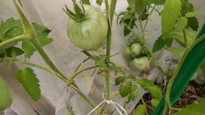 ТОМАТЫ ОБСКИЕ КУПОЛА, САНЬКА, СТО ПУДОВ, БАТЯНЯ,МАРШАЛ ПОБЕДА.