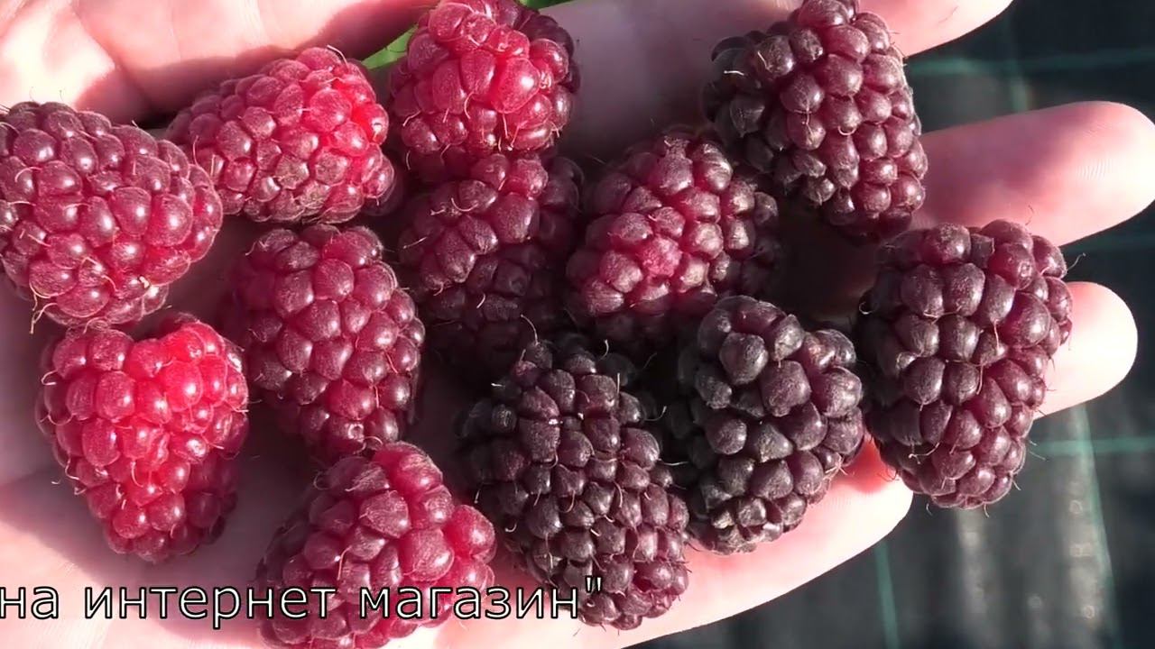 ЛОГАНБЕРРИ ежемалина средне позднего срока созревания