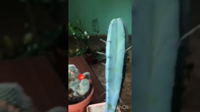 Кактусы и не только ??? смотреть онлайн