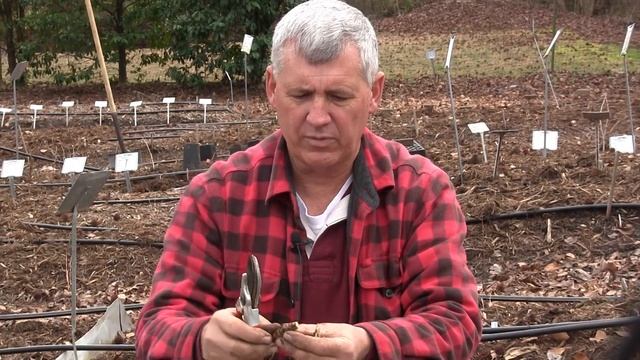 How to Divide Solomon's Seal - Polygonatum смотреть онлайн