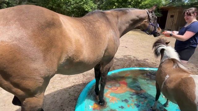 The horses playing in the kids splash pad. смотреть онлайн