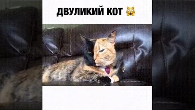 Двуликий кот смотреть онлайн
