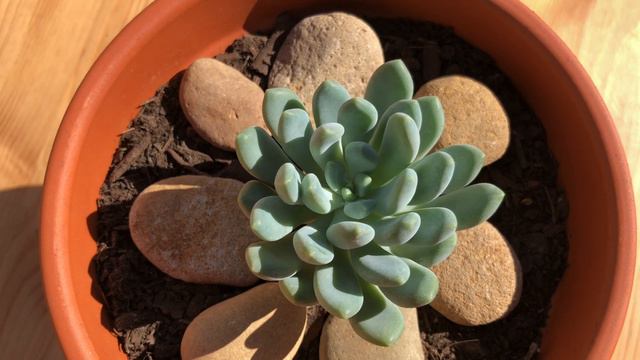 Pachyveria Belle Blue - HD Succulent Video (4K) смотреть онлайн