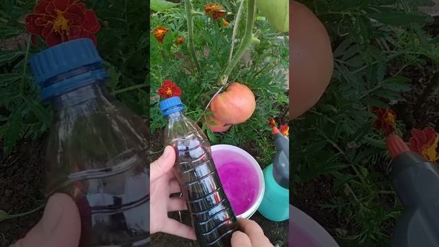 Чтобы томаты не болели и были сладкие в вкусные. Подкормите по листу Марганцовкой# ТоматыПодкормка смотреть онлайн