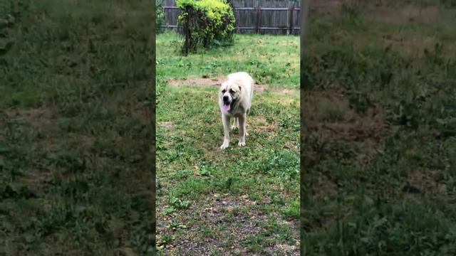 САО Алабай , акт не послушания !) Друг пришел !) смотреть онлайн