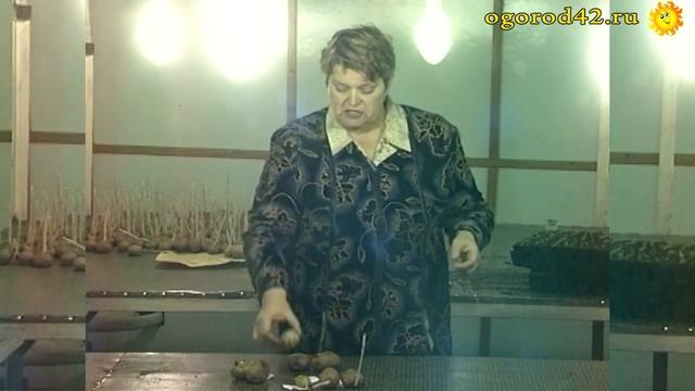 О чем сигнализирует картофель своими глазками? смотреть онлайн