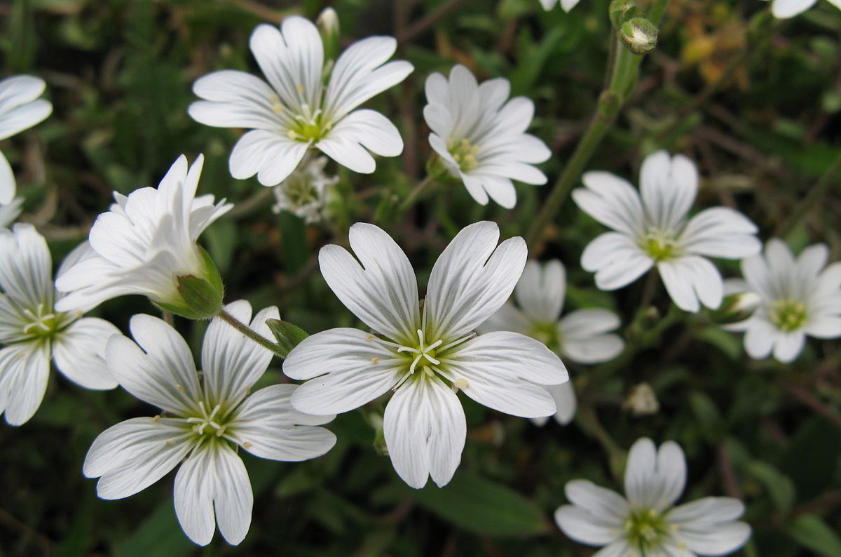 «Ясколка» РЕЛАКС АРТ-ТЕРАПИЯ ИМПРОВИЗАЦИЯ композитор Виктор Анохин #instrumentalmusic #bossanova