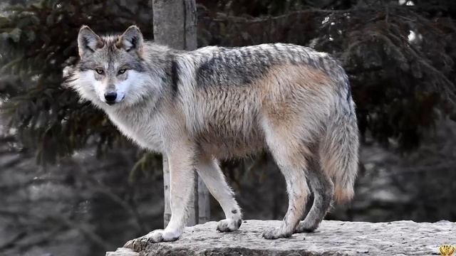 5 СВИРЕПЫХ ВРАГОВ, КОТОРЫЕ СПОСОБНЫ ЗАВАЛИТЬ БУРОГО МЕДВЕДЯ смотреть онлайн