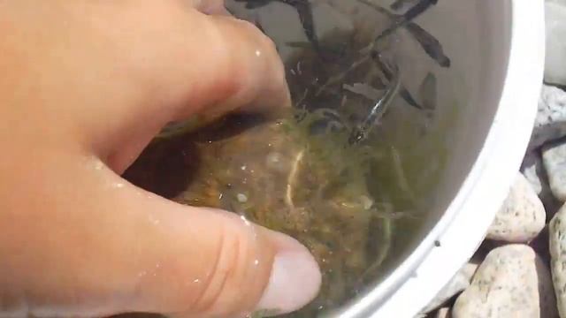 Морской конек, рапана ,мальки смотреть онлайн