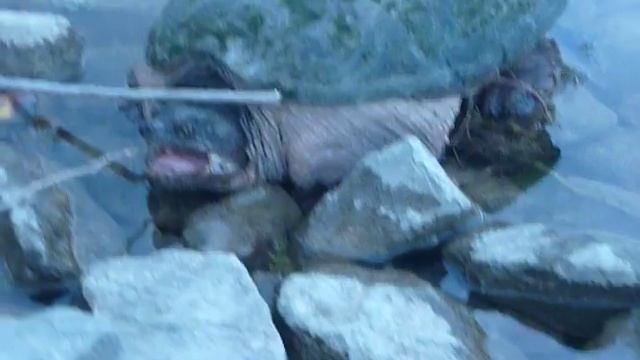 Big Ugly Turtle!!!! :) смотреть онлайн