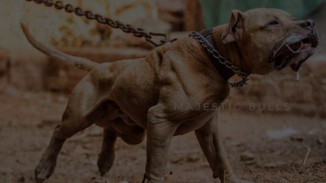 MAY MARK - 43% MAY DAY Pit bull #apbt #pitbull #americanpitbullterrier смотреть онлайн