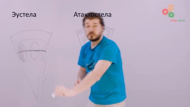 Анатомия растений. Стебель (Вислобоков Н. А.) смотреть онлайн