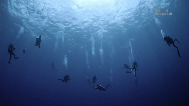 Длиннокрылые акулы (Carcharhinus longimanus) — биология, питание и местах обитания. смотреть онлайн