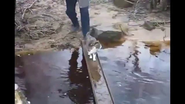 Кот смешно переходит ручей.Cat Crossing River very Funny. смотреть онлайн