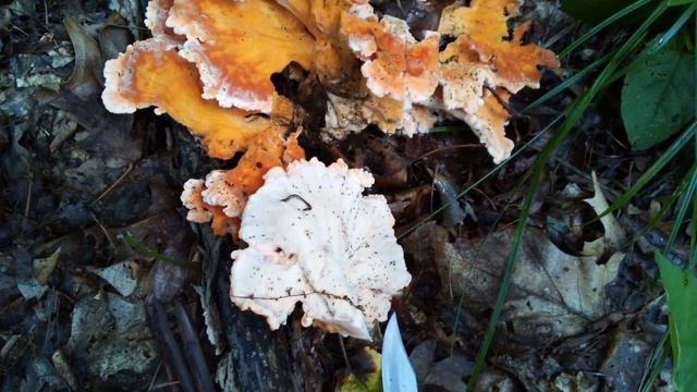 Chicken Mushrooms (Laetiporus Cincinnatus and Sulphureus) смотреть онлайн