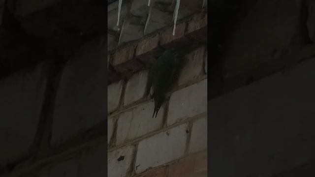 Что за птица, зеленожелтая, даже а полые кирпичи, все обследовала. Менле кайок.23.11.23.Зима