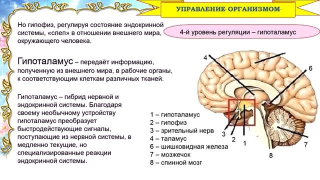 Управление организмом - Уровни управления смотреть онлайн