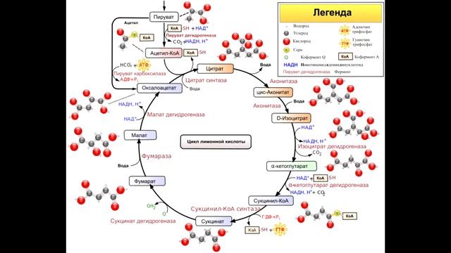 Цикл Кребса смотреть онлайн