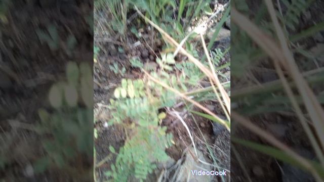 Растение используется в качестве ингредиента для приготовления чая с различными вкусами.