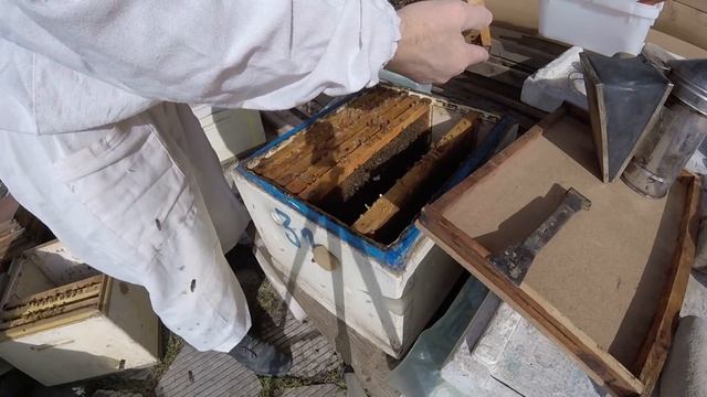 Три рамки расплода на 30.01.2019 год. Работаем с пчёлами смотреть онлайн