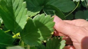 Высокоурожайный сорт садовой земляники "Орлец"