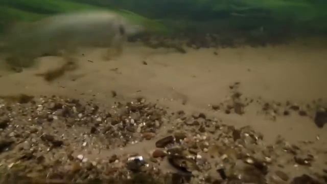 Щука на живца летом  Съемки подводной камерой