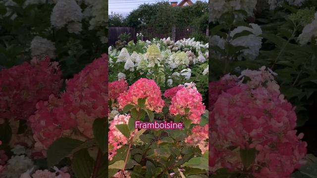 Топ 5 красных сортов метельчатой гортензии #hydrangeas #hortensia #beautiful #гортензия #paniculata смотреть онлайн
