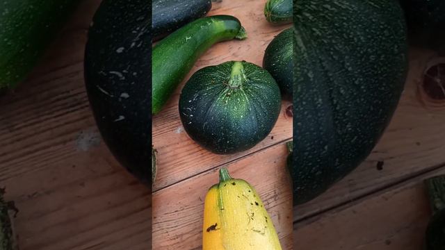 #яйца#куры#еда#зелень#кабачки что с ними делать? смотреть онлайн