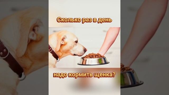 ??? Сколько раз в день надо кормить щенка (собаку)? смотреть онлайн