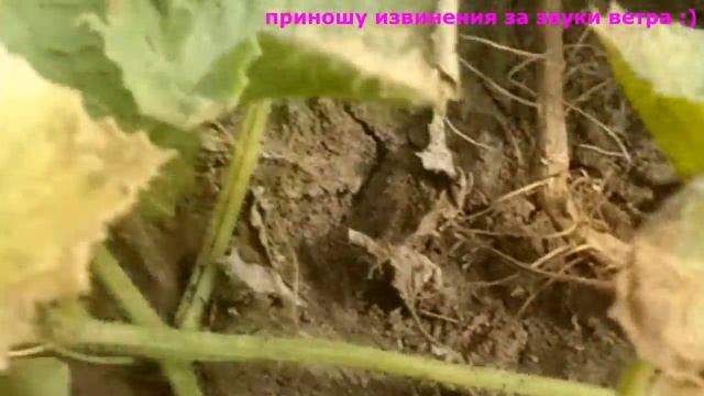 Как выбрать спелый арбуз и дыню смотреть онлайн