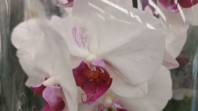 Каттлеи, камбрии и множество фаленопсисов с названиями в свежем завозе Бауцентра г. Омск. смотреть онлайн