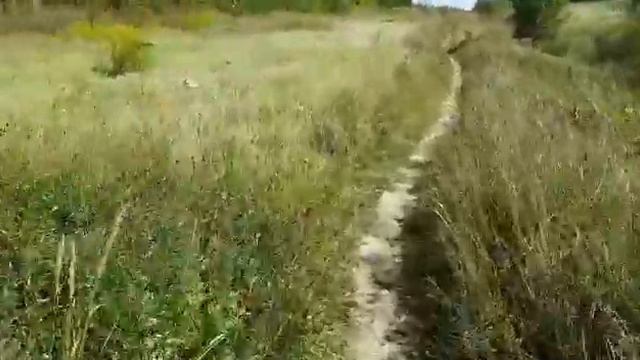 Аргентинский дог Марчо и тироль смотреть онлайн