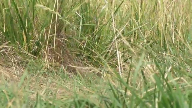 жёлтая трясогузка на Аркаиме смотреть онлайн