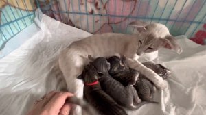 Ориентальная кошка экстрим. Котята и кошка ориенталы. Кошка кормит котят