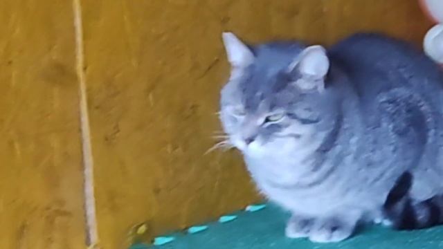 ❤День Добрых Дел / Знакомство с нашими хвостиками/ История верной собачки Пальмы/ смотреть онлайн