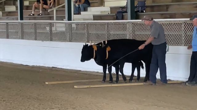 Training a pair of Kerry steers (young oxen) смотреть онлайн