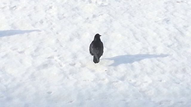 Вечно голодные грачи смотреть онлайн