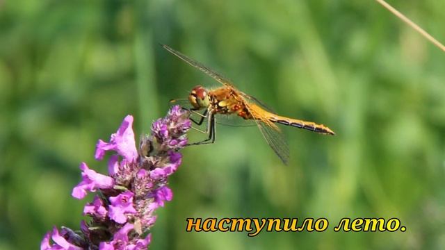 Новогоднее поздравление смотреть онлайн