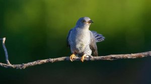 Обыкновенная кукушка (Cuckoo)